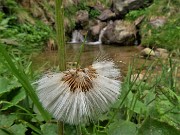 74 Tussilago farfara (Tossillagine comune) in frutto (pappi)